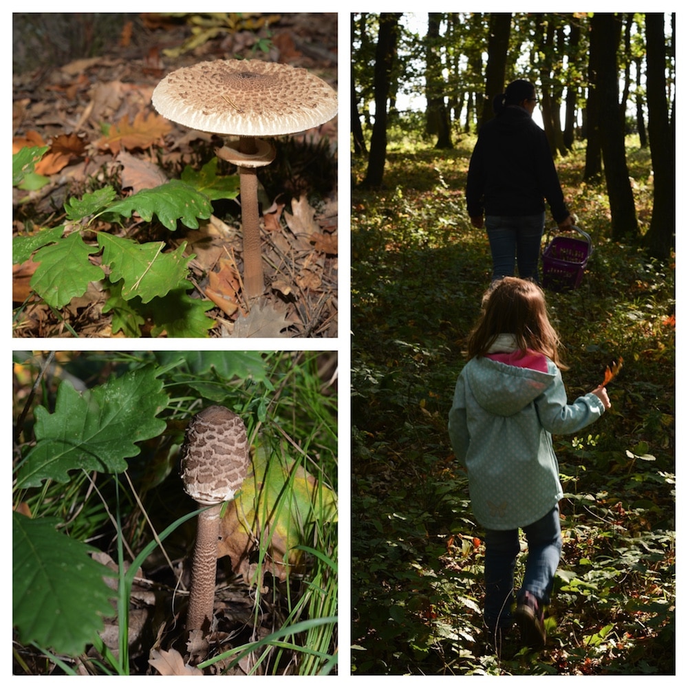 Parasol finden, erkennen und genießen - lecker durch die Pilzsaison - parasol erkennen 15 - 8