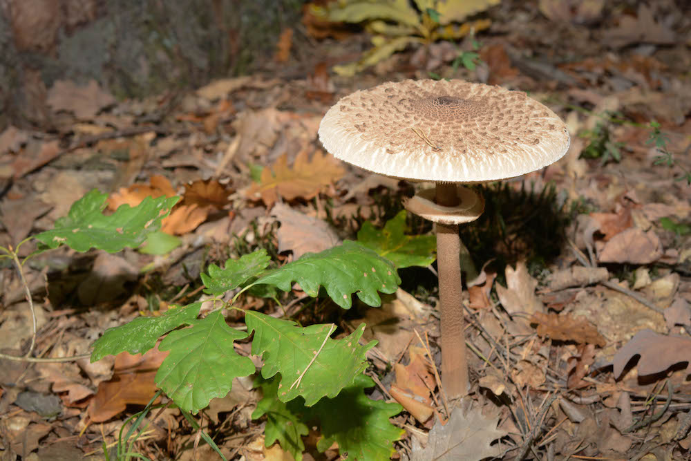 Parasol erkennen im Wald 