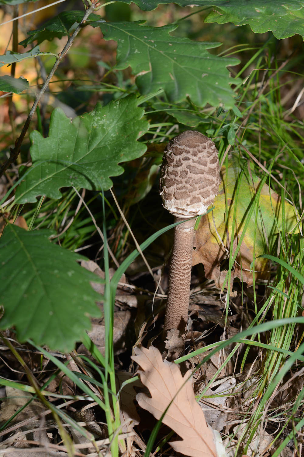 Parasol finden, erkennen und genießen - lecker durch die Pilzsaison - parasol erkennen 5 - 16