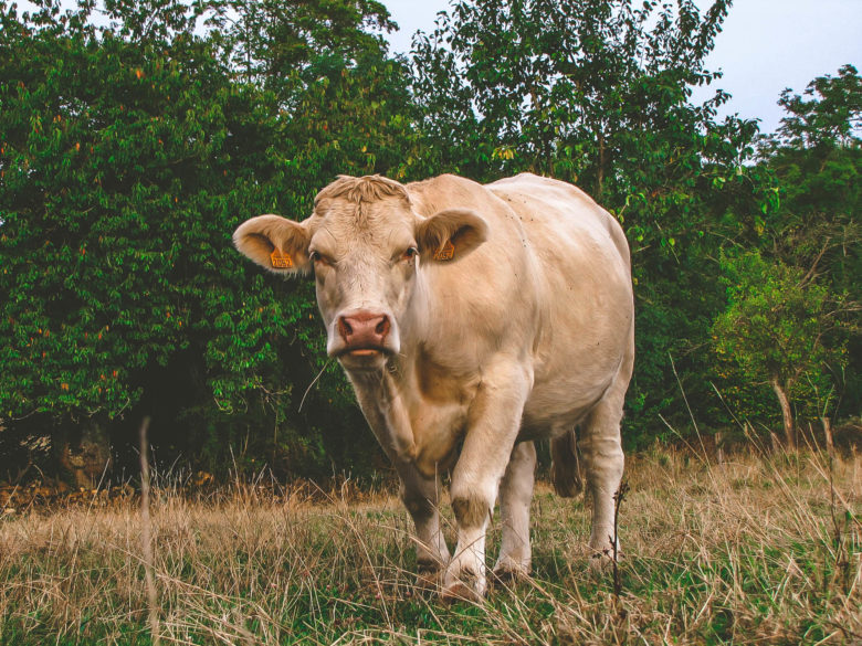 Dry-Aged Cowboy Steak vom Blonde d'Aquitaine mit Rosmarinkartoffeln - blonde aquitaine 2 - 2