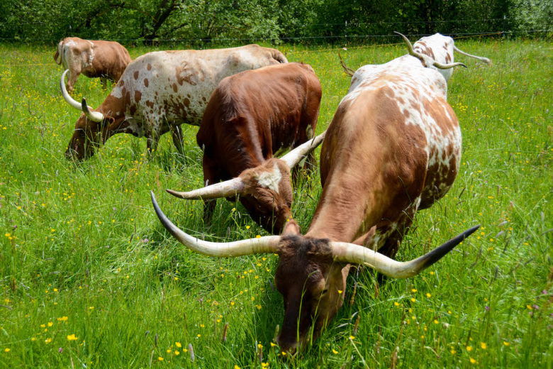 Rinderrassen -Texas Longhorn Austria