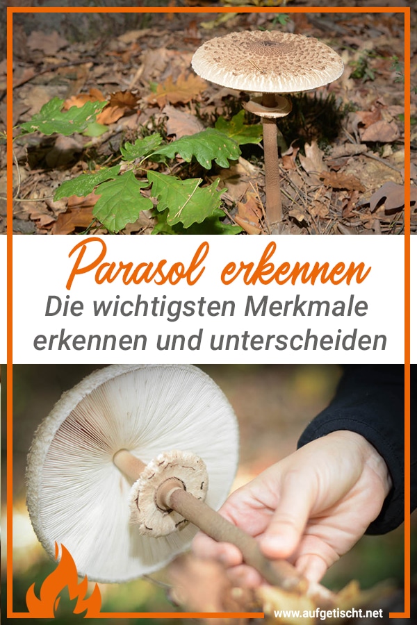 Parasol finden, erkennen und genießen - lecker durch die Pilzsaison - parasol erkennen - 18