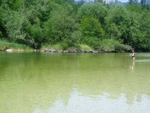 Goiserer Traun Fliegenfischen