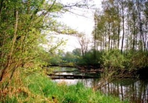 Enns Hörwertnerwasser - 199605Hoerwertnerwasser - 15
