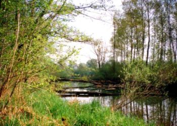 Enns Hörwertnerwasser