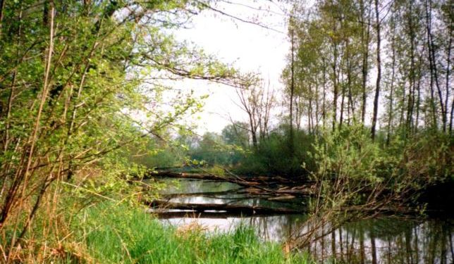 Enns Hörwertnerwasser