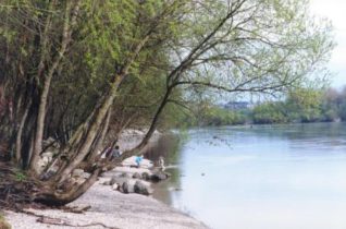 Donau Langensteiner Recht - 97 Au Schotterbank Donau Langenstein - 17
