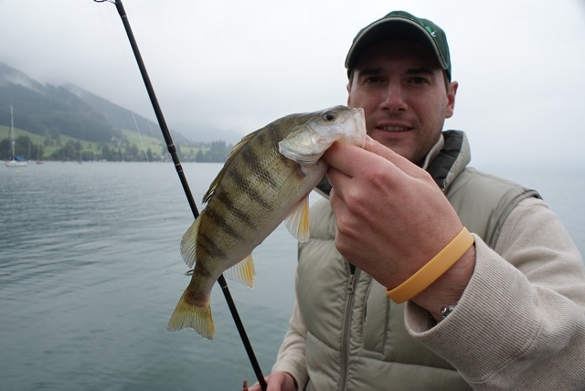 Barsch auf Dropshot am Attersee