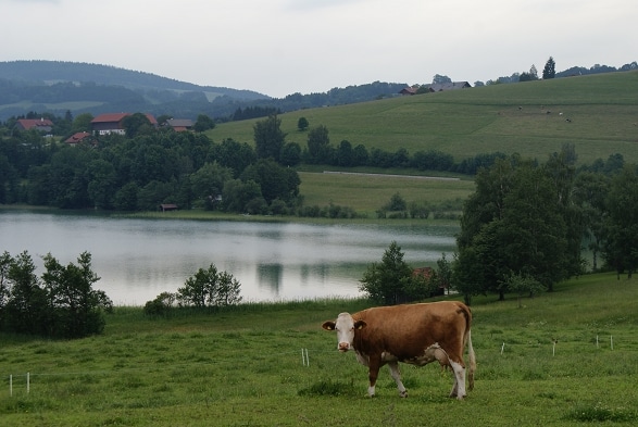 Zellersee Irrsee