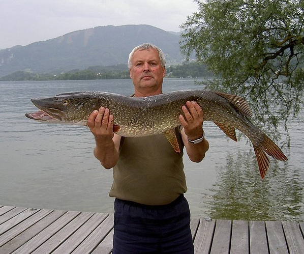 Traunsee fischen 