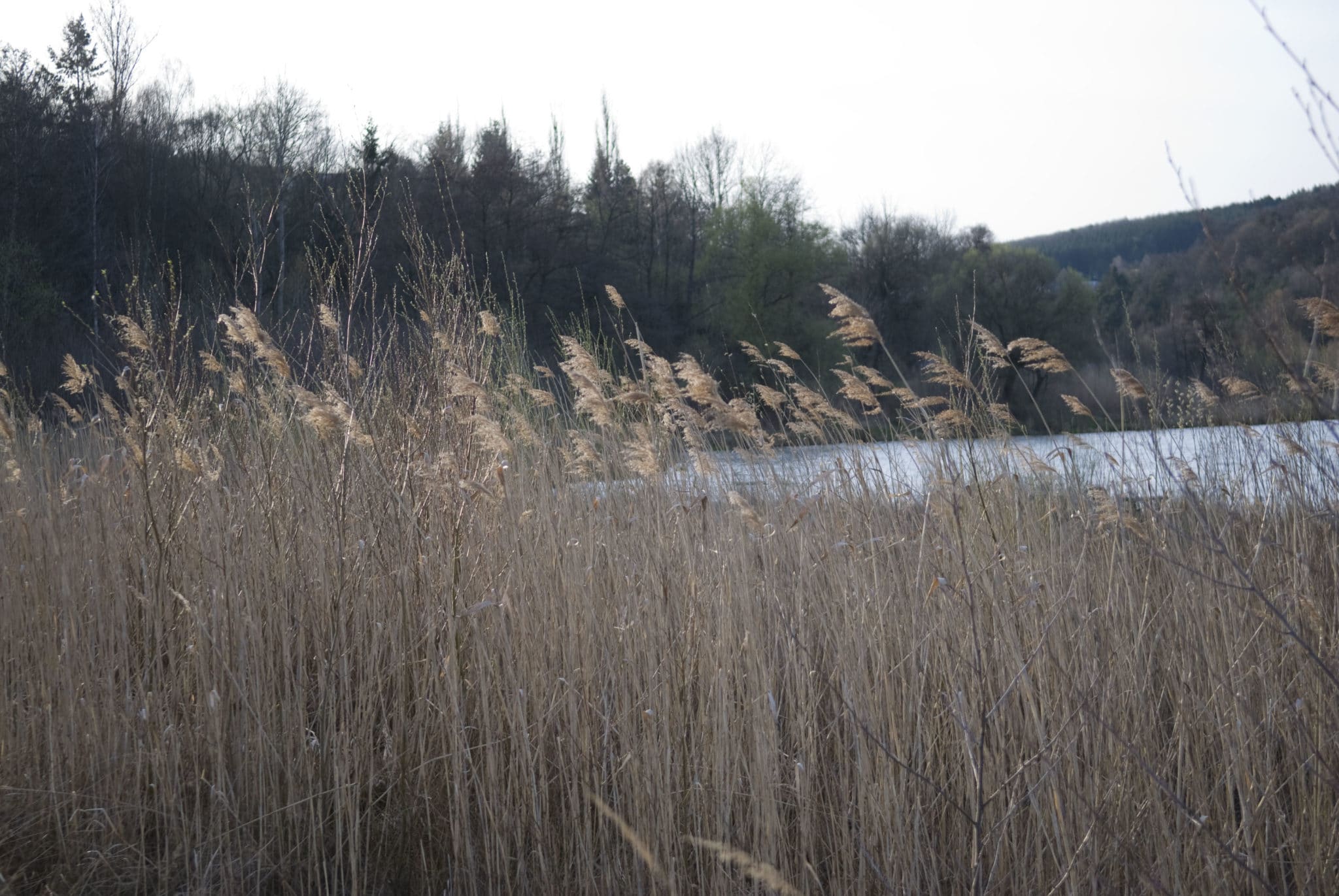 Am Wienerwaldsee fischen & angeln