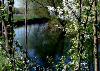 Krems (Mündung in die Traun)