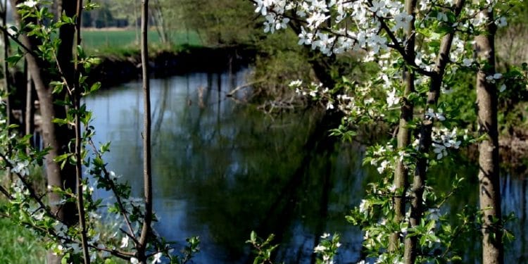 Krems (Mündung in die Traun) - krems2 lbb - 1 Krems (Mündung in die Traun)