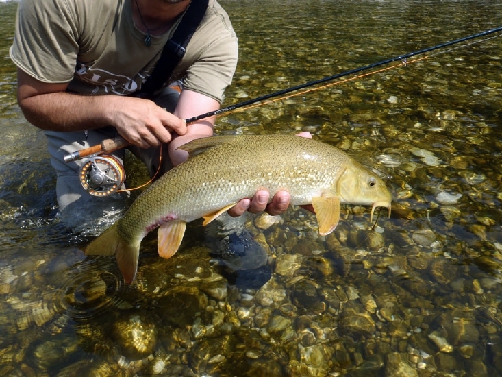 Traun Ebelsberg fischen