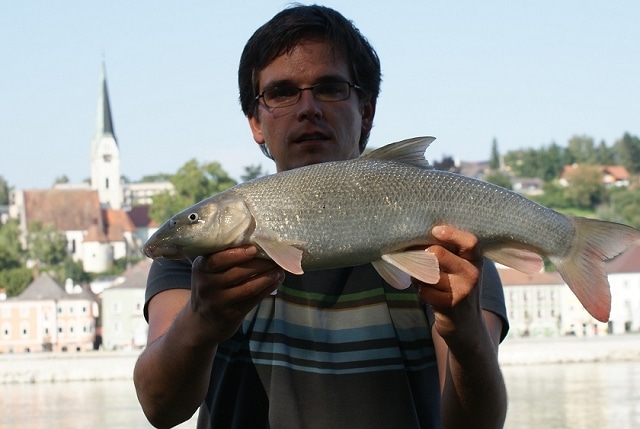 Angeln am Donau Wiesinger Wasser Enns