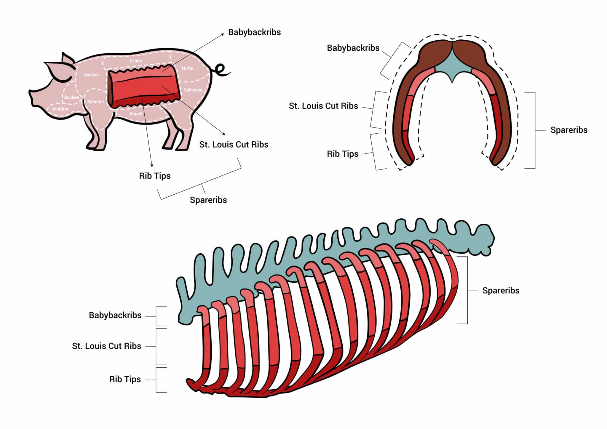 Arten und Cuts von Ribs / Ripperl vom Schwein - Illustration 