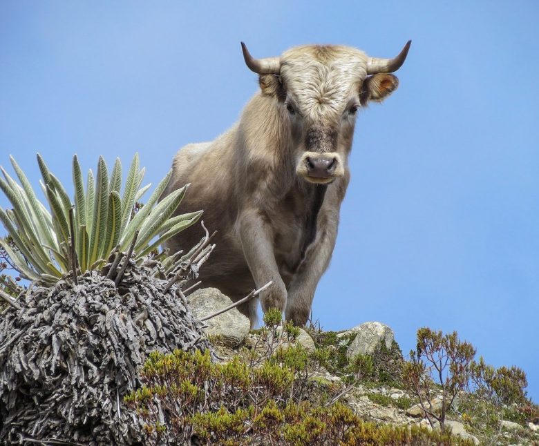 Wilder Charolais-Bulle in der Sierra Nevada, Venezuela, Quelle: wikipedia.org, User: Wilfredo
