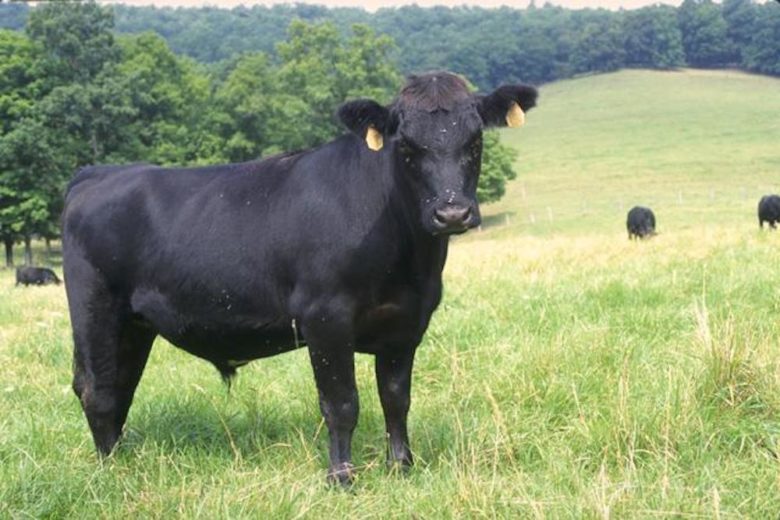 Rinderrassen im Überblick: Black Angus Rind