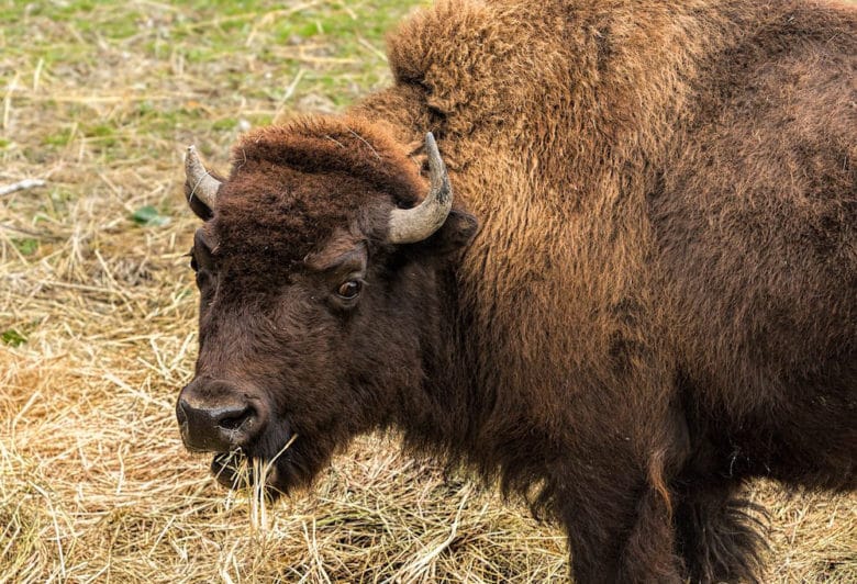 Rinderrassen im Überblick: Bison Rind