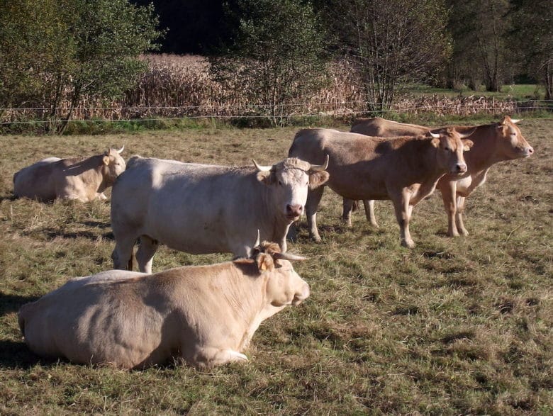 Rinderrassen im Überblick: Blonde d´Aquitaine