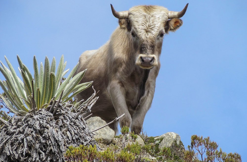 Rinderrassen im Überblick: French Charolais