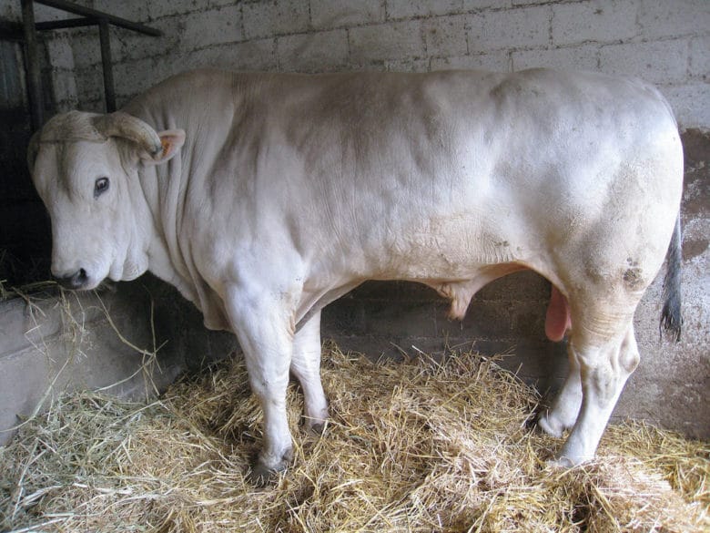 Rinderrassen im Überblick: Chianina Rind