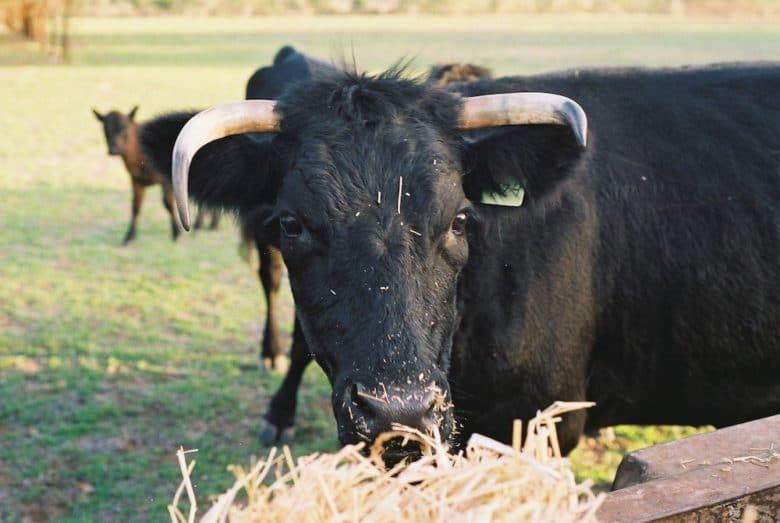 Rinderrassen im Überblick: Dexter Rind