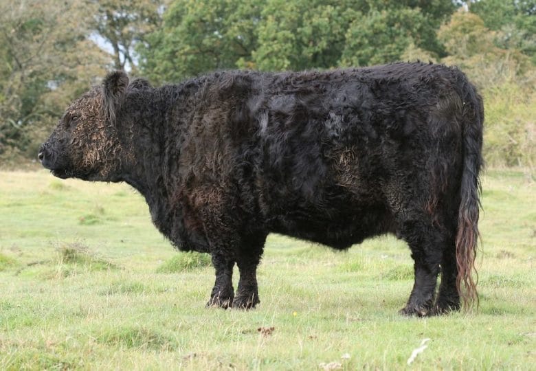 Rinderrassen im Überblick: Galloway Rind