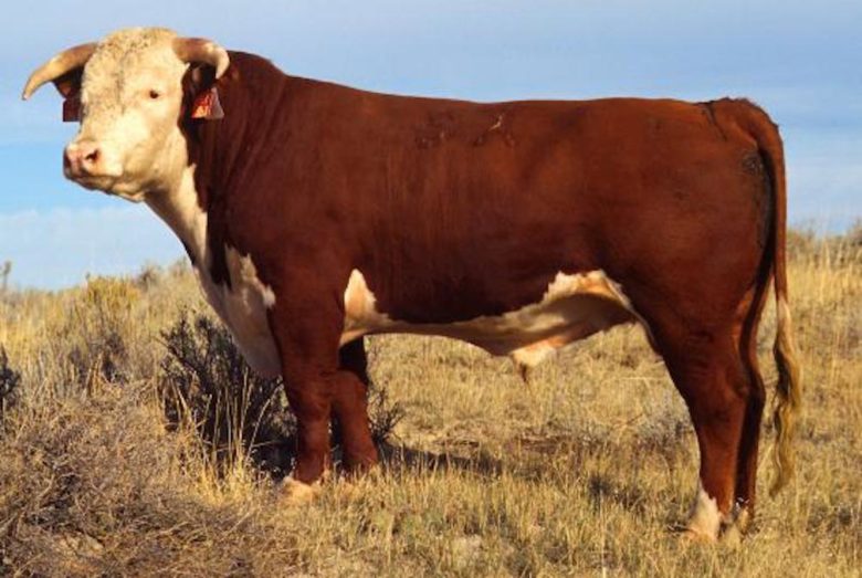Rinderrassen im Überblick: Hereford Rind