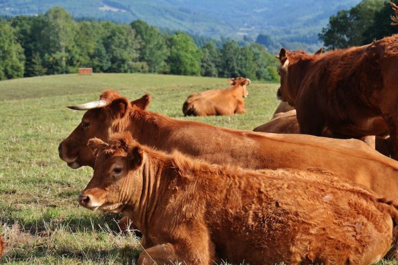 Rinderrassen im Überblick: Limousin Rind