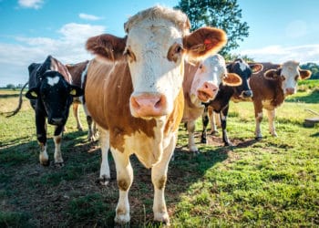 Rinderrassen im Überblick