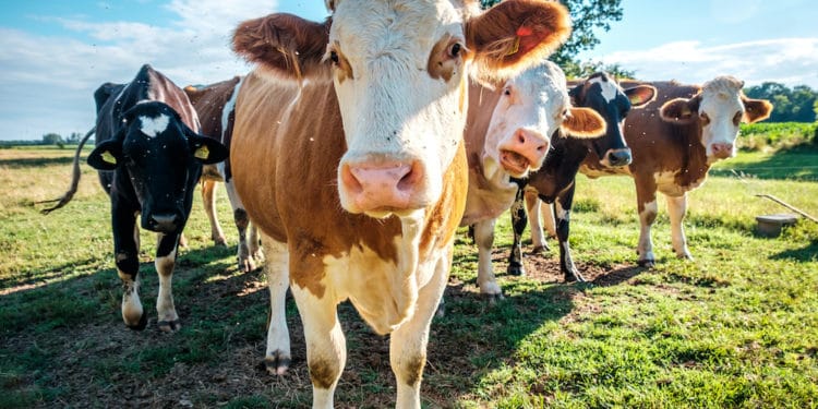 Rinderrassen - Alles was du über die wichtigsten Fleischrassen wissen solltest - rinderrassen ueberblick - 1 Rinderrassen im Überblick
