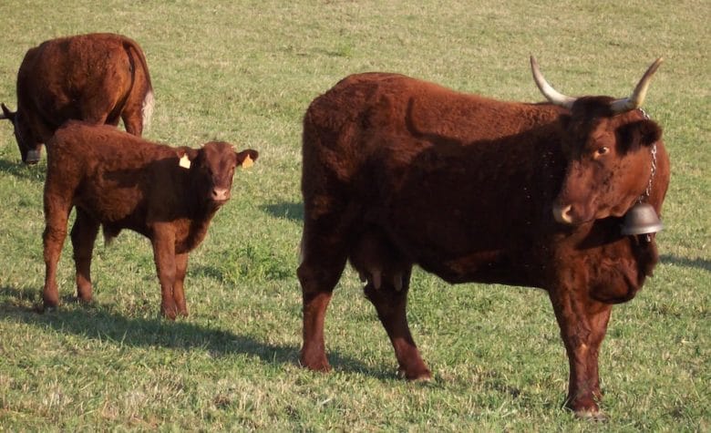 Rinderrassen im Überblick: Salers Rinder