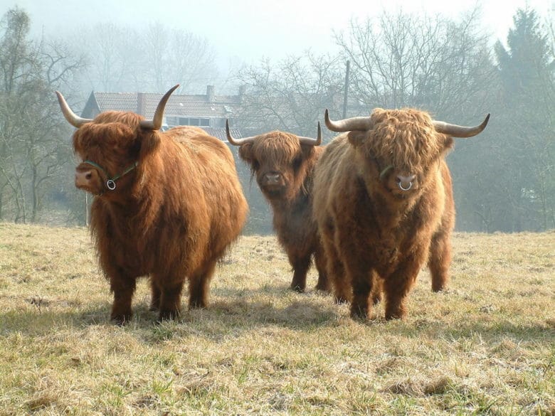 Rinderrassen im Überblick: Schottisches Hochlandrind