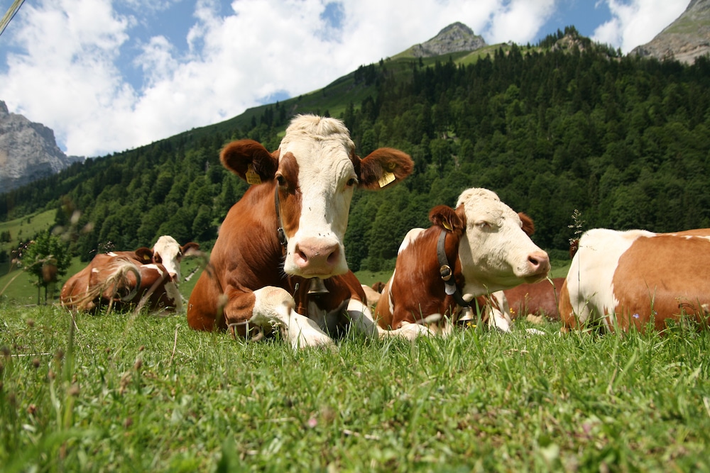 Rinderrassen im Überblick: Simmentaler Rind 