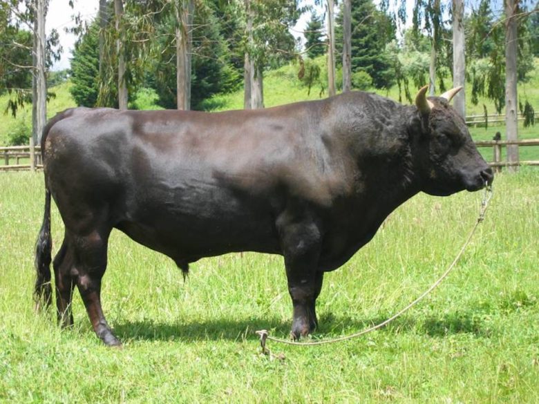 Rinderrassen im Überblick: Wagyu Rind - Kobe Beef