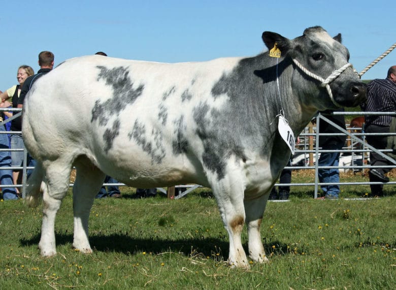 Rinderrassen im Überblick: Weiß-blaue-Belgier
