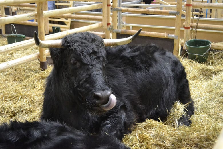 Rinderrassen im Überblick: Welsh Black Rind