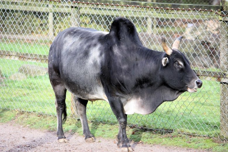 Rinderrassen im Überblick: Zwergzebu Rind