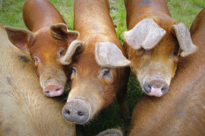 Schweinerassen - Duroc Schwein 