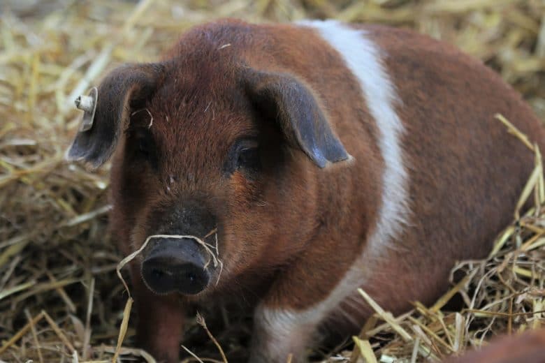 Schweinerassen - Rotbunte Husumer Schwein