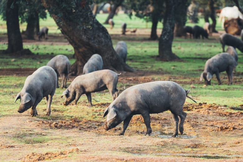 Schweinerassen - Iberico Schwein