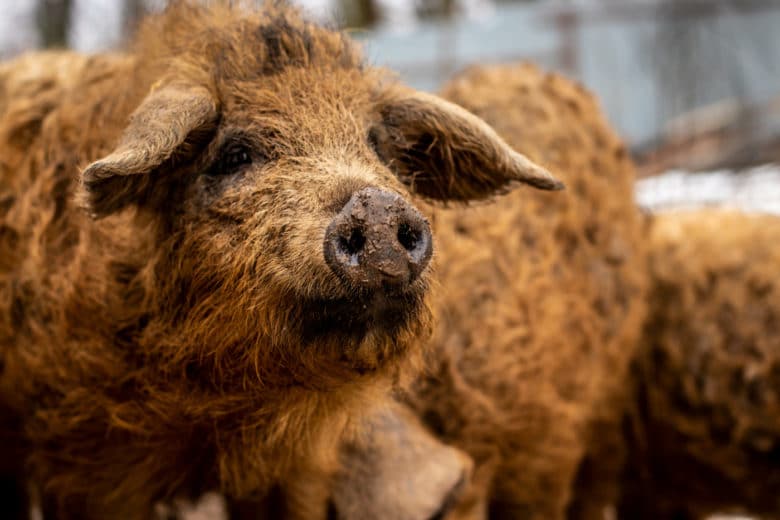 Schweinerassen - Mangalitza Schwein