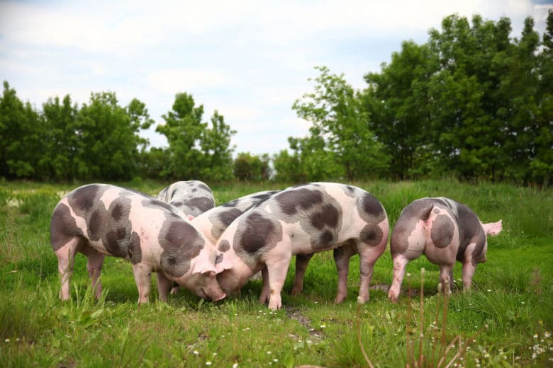 Schweinerassen - Das Pietrain Schwein