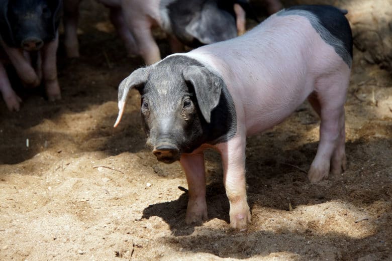 Schweinerassen - Schwäbisch-Hällisches Landschwein