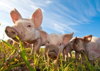 Schweinerassen Ratgeber Überblick