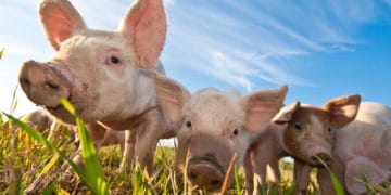 Schweinerassen Ratgeber Überblick