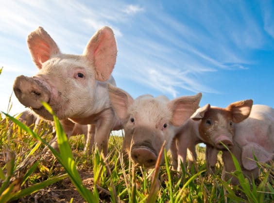 Schweinerassen Ratgeber Überblick