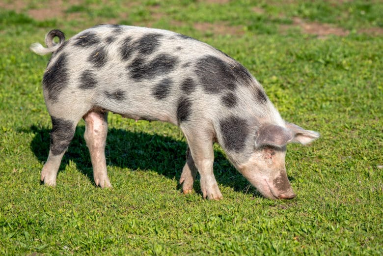 Schweinerassen - Turopolje Schwein