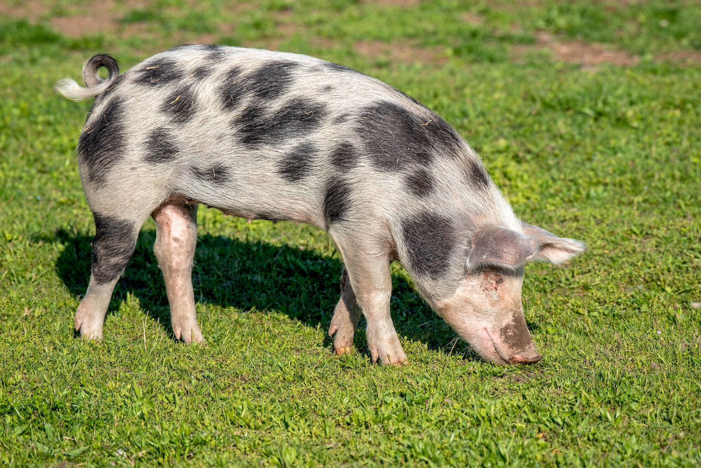 Schweinerassen Überblick & Wissenswertes - Aufgetischt.net